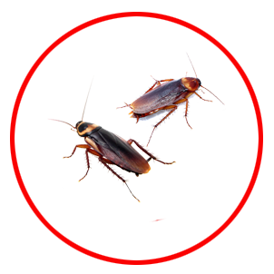 Cockroach Control dubai