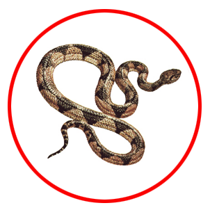 Venomous Control dubai